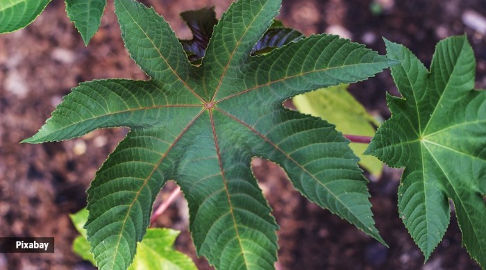 Cara Menggunakan Daun Jarak