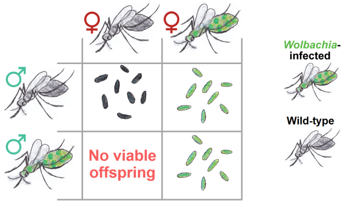 Apa itu Nyamuk Wolbachia