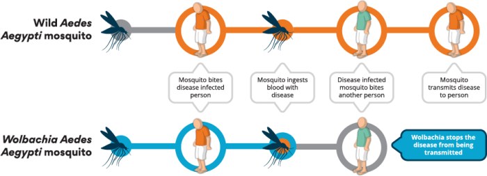 Wolbachia aedes dengue mosquito health mosquitoes bacteria ministry lumpur kuala combat menace release control spread releasing stages across contain country